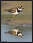 Kleine Plevier, Little Ringed Plover, Charadrius dubius Location: Wierden, the Netherlands kleine plevier3x4 MG 0523 kopie